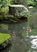 池の緋鯉も朗報に尾ひれを揺らしています。